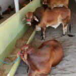 Apoyo en compra de sementales, inseminación y mayor producción lechera para Veracruz