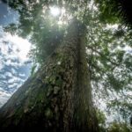 Protegen a la ciudadanía y al medio ambiente con evaluaciones semanales al arbolado urbano de Xalapa